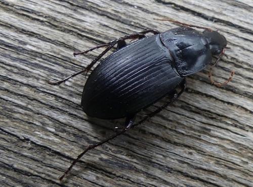 Réf. 247 301 : Calathus fuscipes
